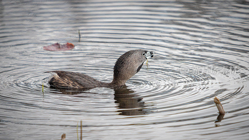 一种cree- bills grebe， (Podilymbus podiceps)， pid - bills grebe, American dabchick。